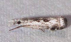 Microcrambus kimballi