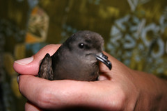 Hydrobates microsoma