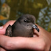 Least Storm-Petrel - Photo (c) BJ Stacey, some rights reserved (CC BY-NC)