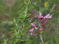 Syncolostemon rotundifolius
