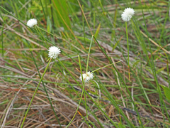 Cyperus ascocapensis