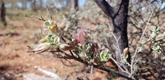Eremophila forrestii