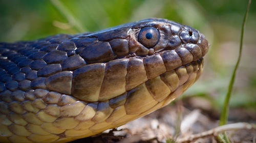 Florida Green Watersnake