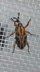 Metamasius hemipterus