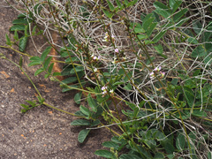 Ophrestia oblongifolia