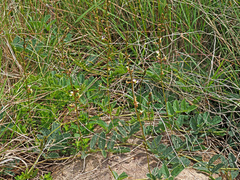 Ophrestia oblongifolia