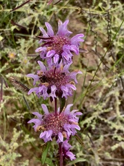 Monarda pectinata