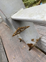 Epobeidia lucifera extranigricans