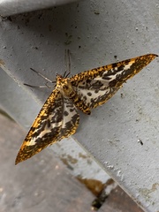 Epobeidia lucifera extranigricans