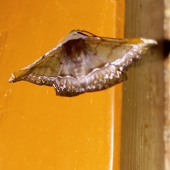 Fascellina porphyreofusa