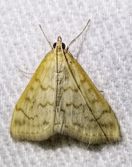 Hahncappsia pergilvalis