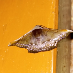 Fascellina porphyreofusa