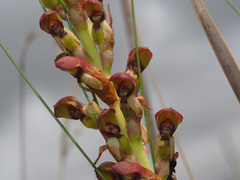 Disa brevicornis