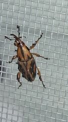 Metamasius hemipterus