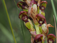 Disa brevicornis