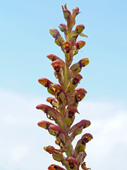 Disa brevicornis