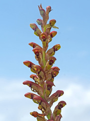 Disa brevicornis