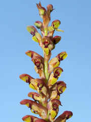 Disa brevicornis