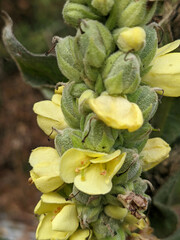 Verbascum thapsus thapsus