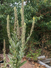 Verbascum thapsus thapsus