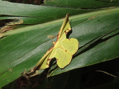Corymica