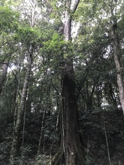 Lithocarpus amygdalifolius