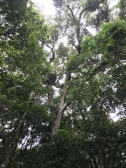 Lithocarpus amygdalifolius