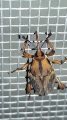 Metamasius hemipterus