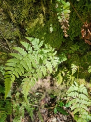 Parapolystichum acuminatum