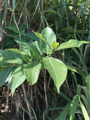 Ficus cumingii terminalifolia