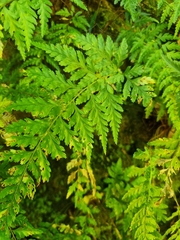 Parapolystichum acuminatum