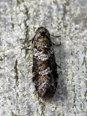 Lepidoscia heliochares