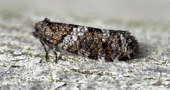 Lepidoscia heliochares