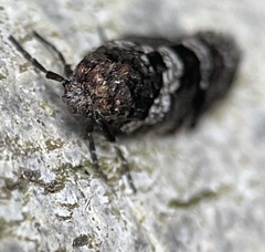 Lepidoscia heliochares