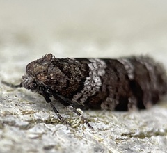 Lepidoscia heliochares