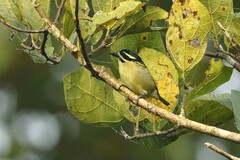 Pogoniulus subsulphureus