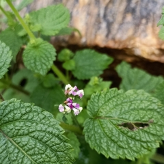 Craniotome furcata