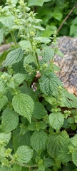 Craniotome furcata