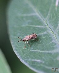 Sumitrosis fryi
