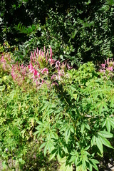 Cleome