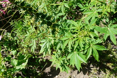 Cleome