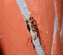 Ptecticus aurobrunneus