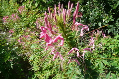 Cleome