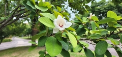 Magnolia sieboldii