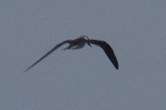 Onychoprion anaethetus