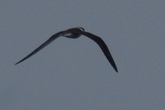 Onychoprion anaethetus