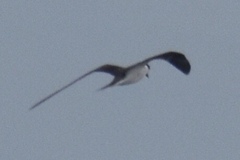 Onychoprion anaethetus