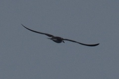 Onychoprion anaethetus