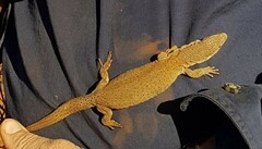 Varanus caudolineatus
