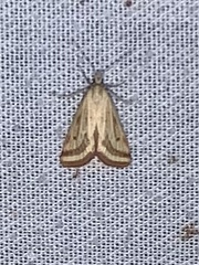 Microtheoris